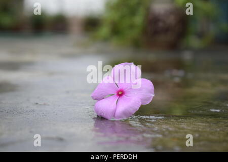 Ogni fiore è un'anima fioritura in natura. Foto Stock