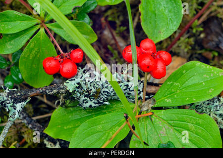 Jack bosco di pino sottobosco- Bunchberry (Cornus canadensis), Queen Elizabeth parco territoriale, Fort Smith, Canada Foto Stock