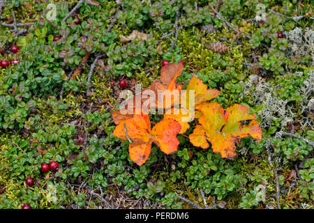 Cloudberry (Rubus chamaemorus) le foglie in autunno e cranberry, Arctic Haven Lodge, Ennadai Lake, Nunavut Territorio, Canada Foto Stock