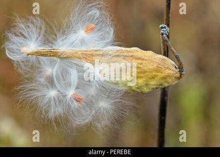 Milkweed comune (Asclepias syriaca) Pod rilasciando windborne semi, maggiore Sudbury, Ontario, Canada Foto Stock