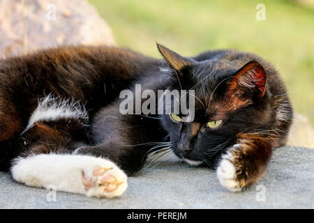 Un paese nero cat in appoggio su un sole caldo stone Foto Stock