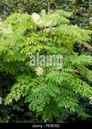 Bianco, tarda estate fiori e fogliame ornamentale di hardy piccolo albero, Aralia elata Foto Stock