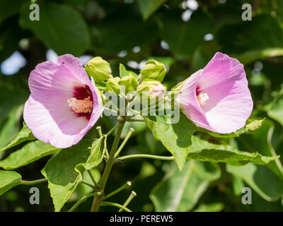 Gola scuro e bianco stami nel centro delle fioriture della tarda fioritura arbusto, Hibiscus sinosyriacus "Regina lilla' Foto Stock