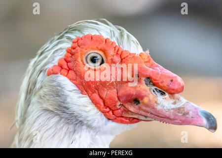 La fauna selvatica uk.Muskovy anatra (Cairina moschata) close up ritratto sul lago.colpo alla testa in profilo e sfondo sfocato.Natura dettagli.d'anatra. Foto Stock