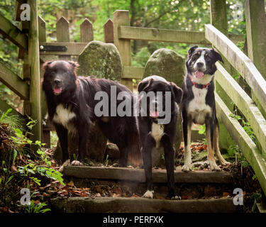 Gruppo di tre mescolati Collie cani presi durante una passeggiata Foto Stock