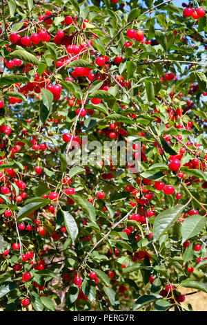 Mature ciliege rosse appese in abbondante grappoli sulla struttura ad albero con frutta pronto a scegliere, vicino. Foto Stock