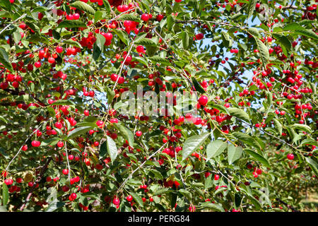 Mature ciliege rosse appese in abbondante grappoli sulla struttura ad albero con frutta pronto a scegliere, vicino. Foto Stock