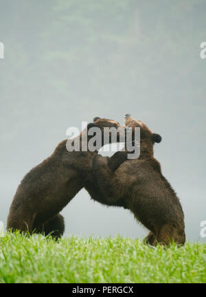 Gli orsi grizzly (Ursus arctos) Play-combattimenti nella valle misty, Khutzeymateen Orso grizzly Santuario, grande orso nella foresta pluviale, BC, Canada Foto Stock