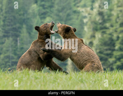 Gli orsi grizzly (Ursus arctos) play-fighting, Khutzeymateen Orso grizzly Santuario, grande orso nella foresta pluviale, BC, Canada Foto Stock