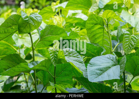 Suzhou, Jiangsu, Cina. Foglie di gelso che cresce a una Fabbrica di Seta per Caterpillar cibo. Foto Stock