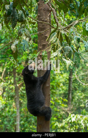 Un Bornean sun bear (Helarctos malayanus) salendo su un tronco di albero. Bornean Sun Bear Conservation Centre, Sepilok, Sabah, Malaysia. Foto Stock