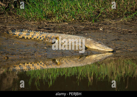 Coccodrillo di acqua salata (Crocodylus porosus) poggiante su un fango riverbank, e il suo riflesso visibile sulla superficie dell'acqua. Fiume Kinabatangan, Borneo. Foto Stock