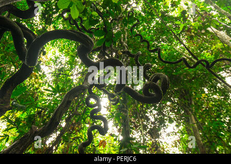 Un twisted liana vine sospeso verso il basso a partire da un albero nella foresta pluviale tropicale. Fiume Kinabatangan, Sabah, Malaysia (Borneo). Foto Stock