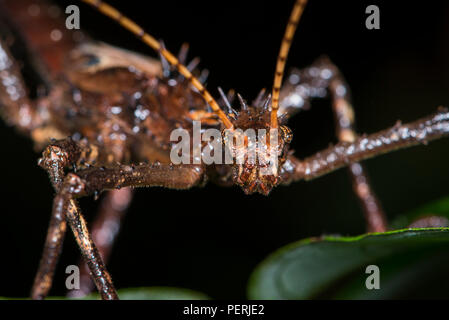 Un close-up foto della testa e degli occhi di Sabah spinoso stick insetto. Danum Valley la foresta pluviale, Sabah, Malaysia (Borneo) Foto Stock