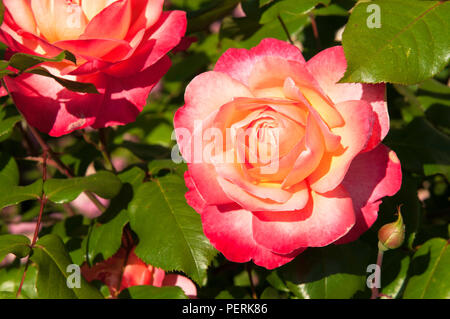 Bello, insolito, intensamente colorate di rose Foto Stock