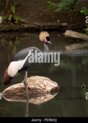 Un maestoso Grey Crowned Crane stavano in piedi da una roccia in uno stagno Foto Stock