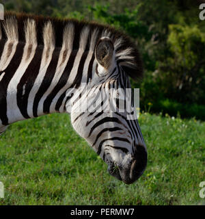 Le pianure Zebra mangiare in Addo Elephant National Park, Sud Africa Foto Stock