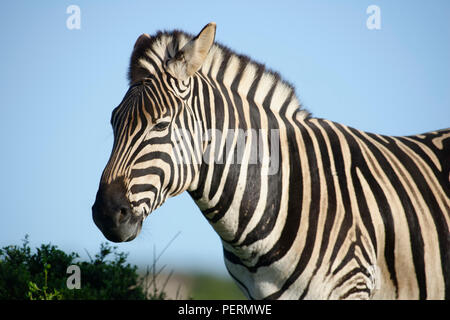 Le pianure Zebra in Addo Elephant National Park, Sud Africa Foto Stock