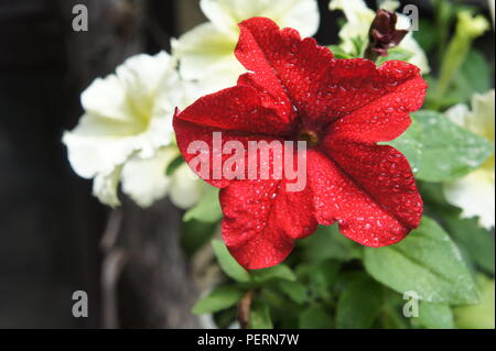 Rosso e bianco di lotti di petunia di fiori colorati close up Foto Stock