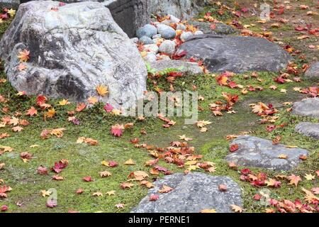 Foglie di autunno in Giappone - caduti aceri rossi (momiji) in Kyoto. Foto Stock