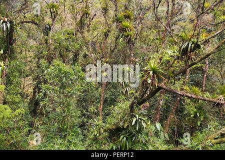 Brasile - giungla in Paranà regione. Natura della foresta pluviale. Foto Stock