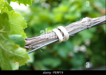 Legatura di rami di vite nel vigneto, un ramo di uve vengono fatti aderire a un filo da un filo bianco, Foto Stock