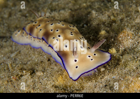 Sea Slug, Hypselodoris tryoni, Chromodorididae, Anilao, Batangas, Filippine, Mare delle Filippine, Oceano Pacifico, in Asia Foto Stock