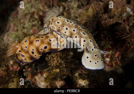 Sea Slug, Hypselodoris tryoni, Chromodorididae, Anilao, Batangas, Filippine, Mare delle Filippine, Oceano Pacifico, in Asia Foto Stock