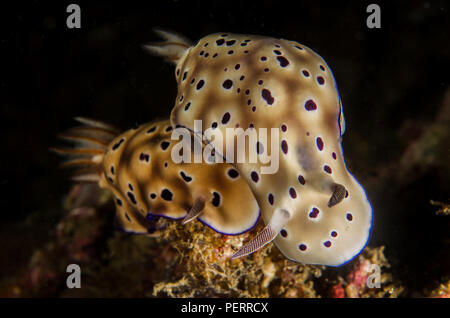 Sea Slug, Hypselodoris tryoni, Chromodorididae, Anilao, Batangas, Filippine, Mare delle Filippine, Oceano Pacifico, in Asia Foto Stock