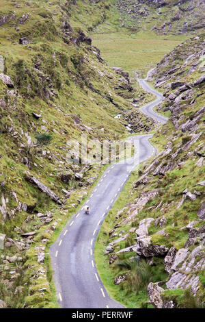 Una pecora passeggiate lungo il mountain pass road nel Ballaghbeama Gap nella Contea di Kerry, per l'Irlanda Penisola Iveragh. Foto Stock
