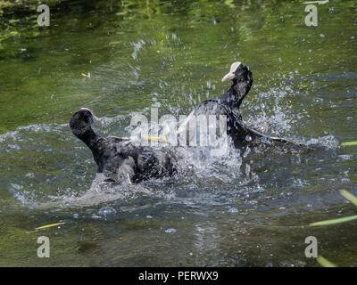 Combattimenti Eurasian folaghe Foto Stock