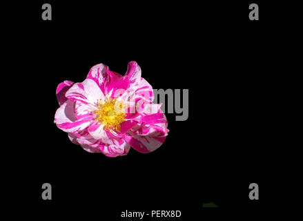 Rosa chiaro e bianco bella Rosa Rugosa rose isolato su nero Foto Stock