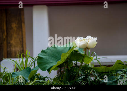 White Lotus Flower (Nelumbo nucifera) apertura in una piantatrice, nei giardini del Palazzo Rotale, Bangkok, Thailandia Foto Stock