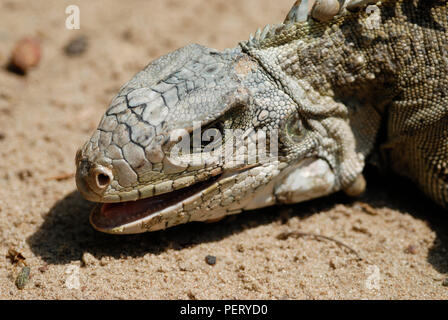 Iguana sul terreno con la bocca aperta Foto Stock