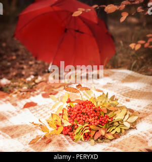 Autunno scena plaid con grappoli di bacche rowan con foglie bouquet su erba giallo e rosso ombrello da pioggia in background nella foresta del parco concetto h Foto Stock