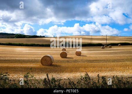 Basso punto di vista guardando attraverso un rotolamento campo di grano verso con raccolte di tensionamento di grano è sera la luce del sole di colata di luce ombre lunghe, Ditchling Foto Stock