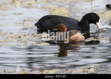 Tuffetto galleggiante su un piccolo lago durante lo svernamento accanto al Eurasian Coot Foto Stock