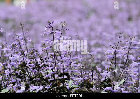 Plectranthus Mona Lavanda fiori nel giardino Foto Stock
