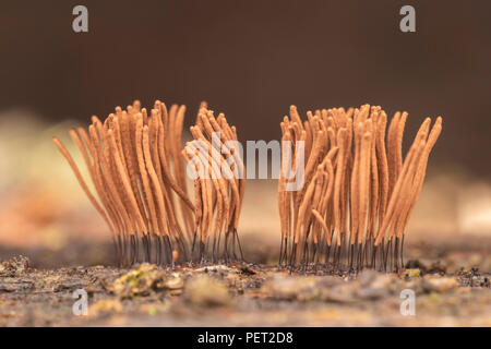 Tubo di cioccolato Slime stampo (Stemonitis sp.) marrone corpi fruttiferi (sporangia) che cresce su un marciume log. Foto Stock