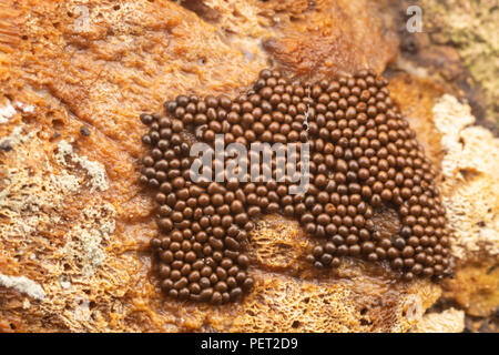 Stampo di fango (Trichia sp.) corpi fruttiferi (sporangia) crescere su un albero putrefattivi. Foto Stock