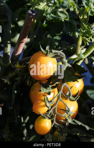 "Artigiano Golden Bumble Bee " Cherry Pomodoro, Körsbärstomat (Solanum lycopersicum var. cerasiforme) Foto Stock