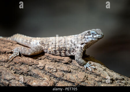 Blu lucertole spinoso in appoggio sul ramo, Sceloporus cyanogenys Foto Stock