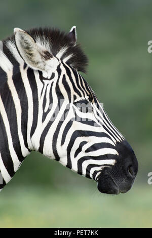 Le pianure Zebra portret in Addo Elephant National Park, Sud Africa Foto Stock