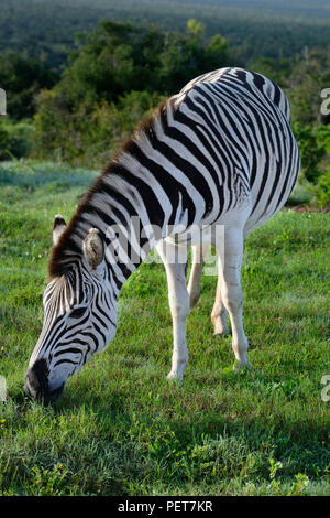 Le pianure Zebra rovistando nel Addo Elephant National Park, Sud Africa Foto Stock