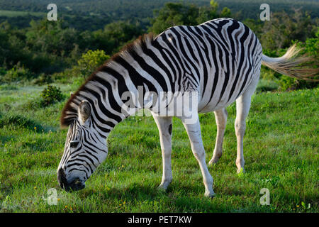 Le pianure Zebra rovistando nel Addo Elephant National Park, Sud Africa Foto Stock