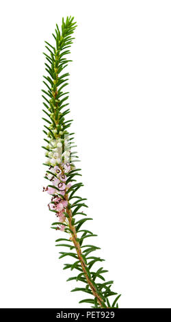 La flora della Cantabria - Erica vagans, vagare Heath isolato su bianco Foto Stock