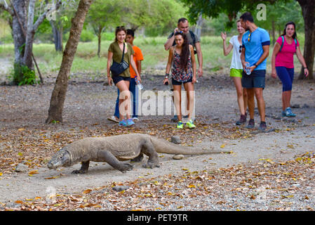 Wild drago di Komodo, la più grande specie di lucertola al Parco Nazionale di Komodo Foto Stock