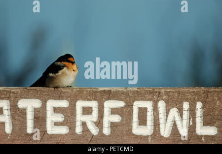 Un benvenuto Rondine (Hirundo neoxena) appollaiato su un santuario in legno segno per gli uccelli acquatici e tiger serpenti, Western Australia. Foto Stock