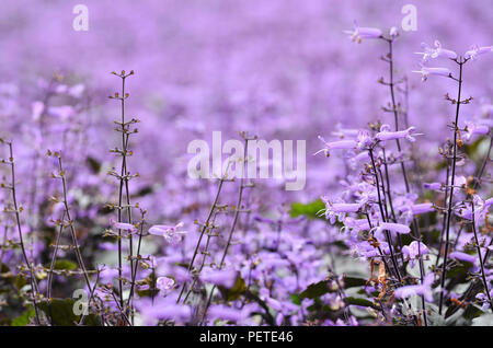 Plectranthus Mona Lavanda fiori nel giardino Foto Stock