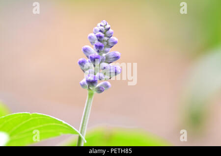 Blooming bugleweeds blu Ajuga nel prato estivo Foto Stock